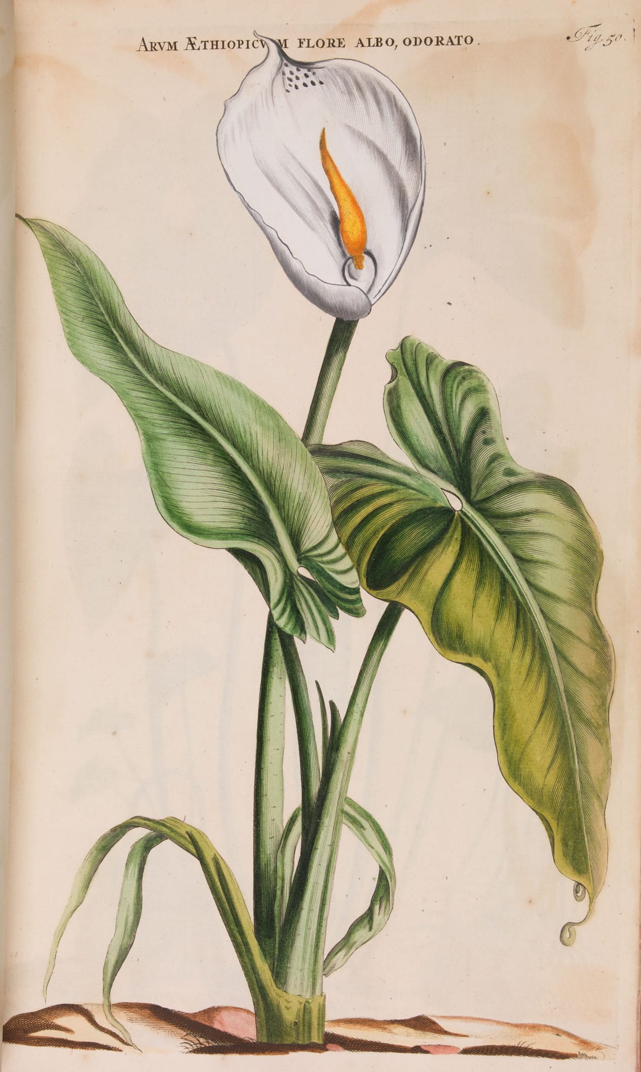 Final healing plant