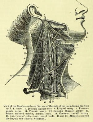 Alfred Swaine Taylor 5: view of the neck