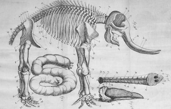 Elephant - skeleton