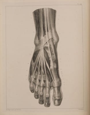 Bourgery Traité complete de l’anatomie