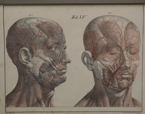 Bierkowski Anatomisch-Chirurgische Abbilgungen 1827