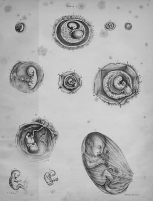 Obstetric Tables 3: embryos