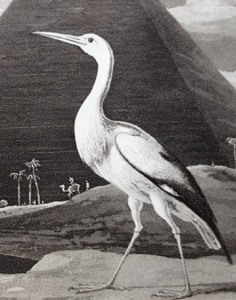 Zoography: the stork (close-up)