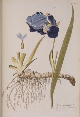 Botany 7 Plenck Icones Plantarium 1788
