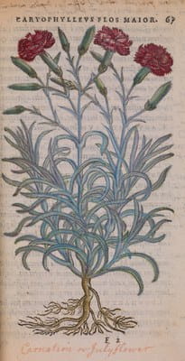 Botany 3 Dodoens Florum et coronariarum...  1569