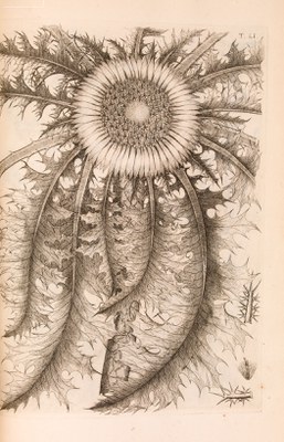 Botany 6 Allioni Florae Pedemontana Icones  1785