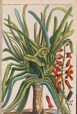 Botany 4 Commelin Horti Medici Amstelodamensis  1701