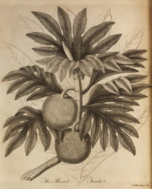 Ellis 4: bread-fruit plant