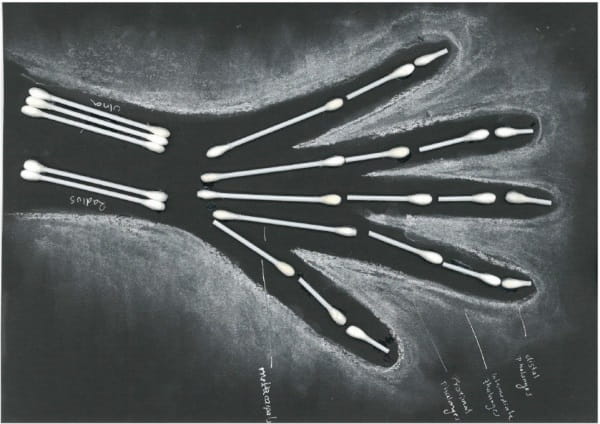 Museum of Life Sciences 2:  Xray hand