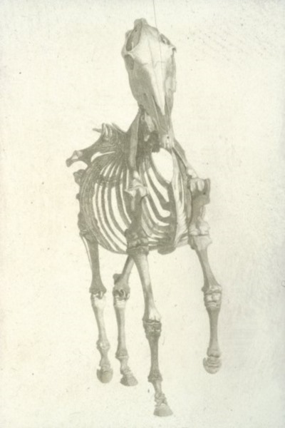 Stubbs: Anatomy of a Horse