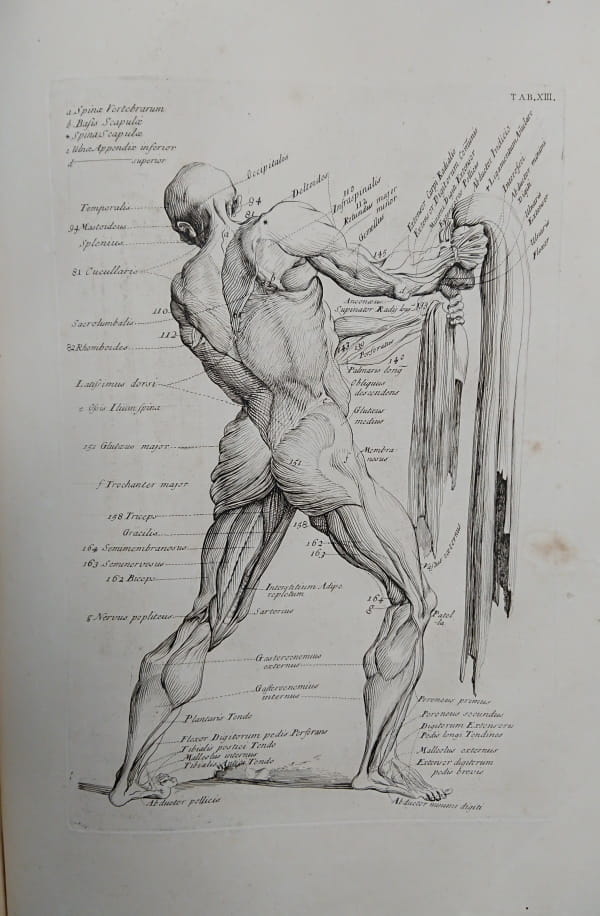 Depicting Anatomy: Myoromia reformata