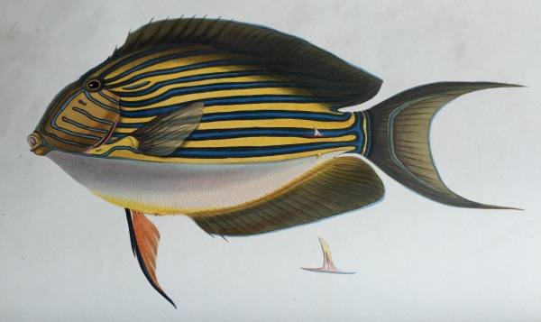 Fish of Ceylon 1: Seweya