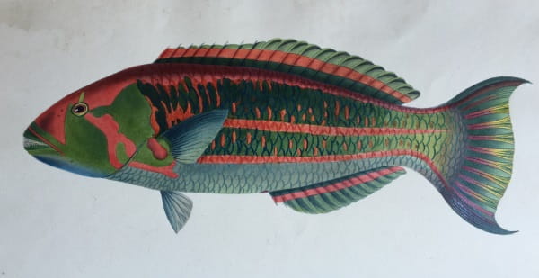 Fish of Ceylon 2: Squirrel-Parrot