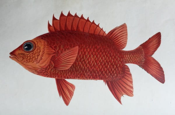 Fishes of Ceylon 3: Red Pahaya
