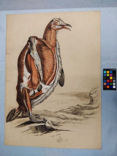 Fisk: flayed penguin