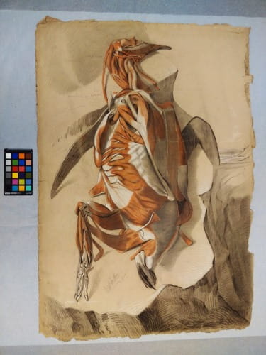 Fisk: flayed penguin