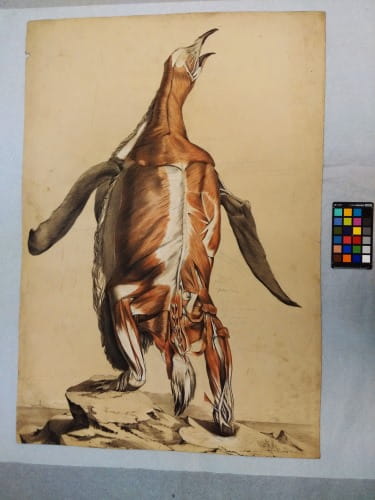 Fisk: flayed penguin