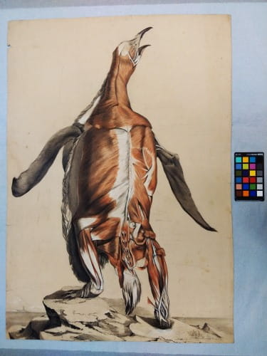 Fisk: flayed penguin