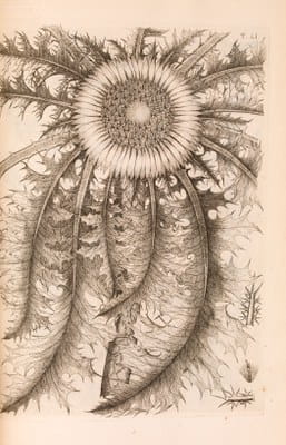 Botany 6 Allioni Florae Pedemontana Icones  1785