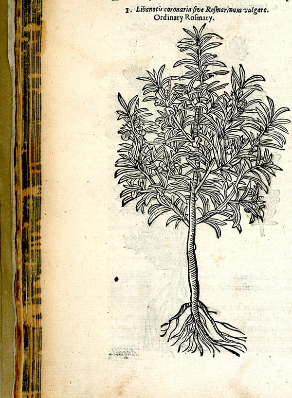 I. Libanotis coronaria sive Rosmarinum vulgare. Ordinary Rosmary.