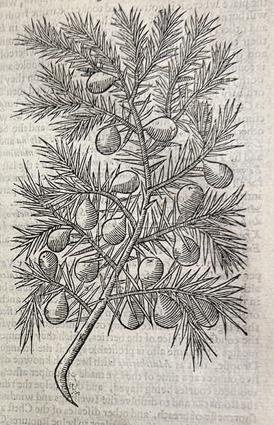 Engraving of a branch with spiky leaves and bulb-like berries