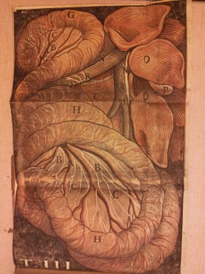 Aselli - De lactibus, sive lacteis venis (1627) - plate III
