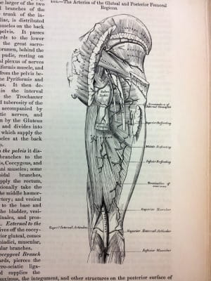 Gray's Anatomy - arteries of gluteal and posterior femoral regions