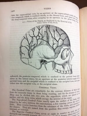 Gray's Anatomy - cerebral veins