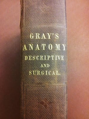 Gray's Anatomy - spine