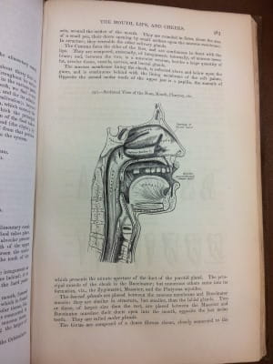 Gray's Anatomy - sectional view of the nose, mouth, pharynx