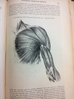 Gray's Anatomy - muscles of chest and front of arms