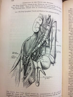 Gray's Anatomy - deep lymphatic vessels and glands