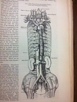 Gray's Anatomy - vena cava