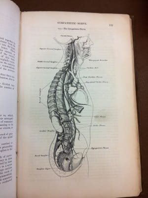 Gray's Anatomy 5: the sympathetic nerve