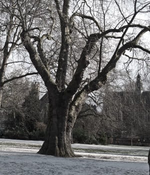 Lincolns Inn Fields 3: Planetree