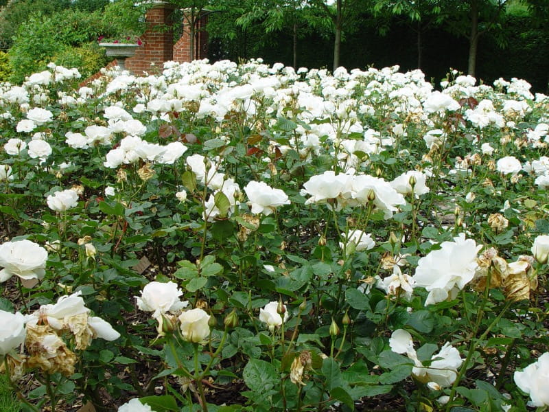 The roses in the Memorial Garden. Photo: The National Holocaust Centre and Museum.
