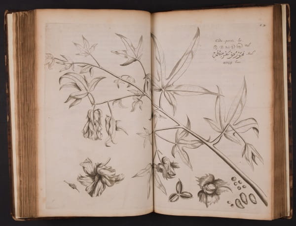 van Reede tot Drakenstein Hortus Malabaricus 1636-1703 1