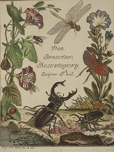 Illustrations of insects and plants from Roesel's Die monatlich herauskommende Insecten-Belustigung