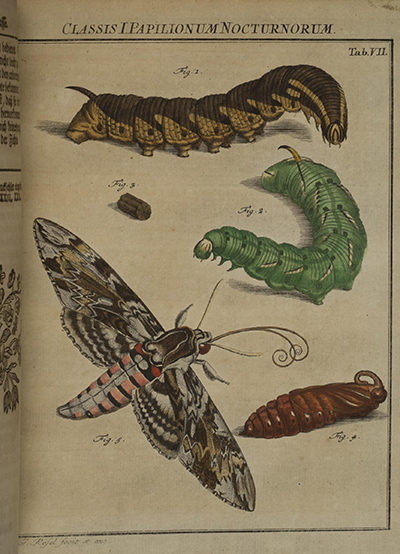 Illustrations of insects and plants from Roesel's Die monatlich herauskommende Insecten-Belustigung