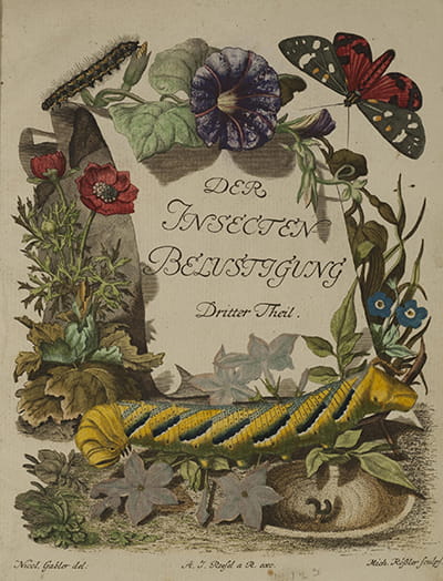 Illustrations of insects and plants from Roesel's Die monatlich herauskommende Insecten-Belustigung