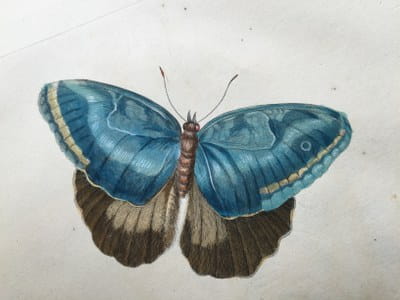 Maria Sibylla Merian - Insectes de Surinam 1726