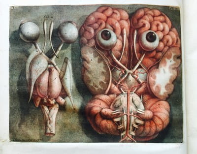 D'Agoty - Exposition anatomique