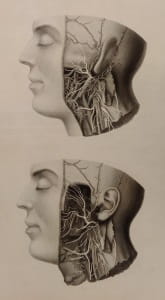 Swan 3: head