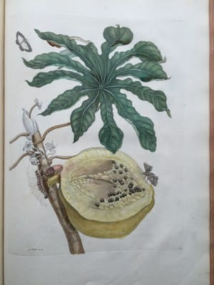 Maria Sibylla Merian - Insectes de Surinam 1726