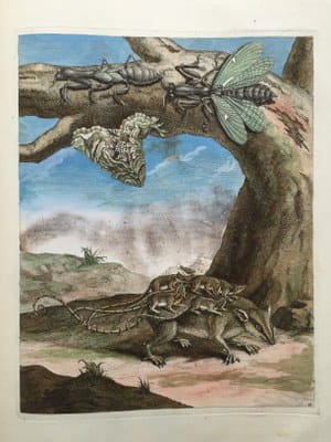 Maria Sibylla Merian - Insectes de Surinam 1726