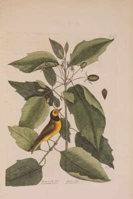 Catesby 2: bird