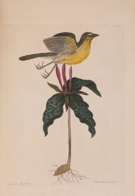 Catesby 3: bird