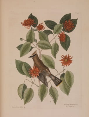 Catesby 4: bird