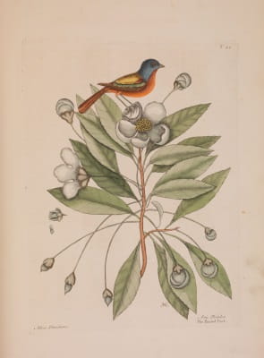 Catesby 1: bird