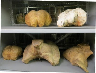Fig 1: Two casts of the cranial cavity of an Asian elephant (top) and three cetacean (beluga whale, humpback whale and blue whale) cranial cavity casts (bottom)